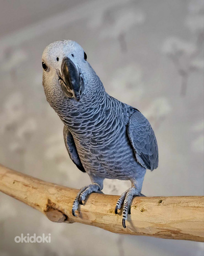 Серый попугай (фото #6)