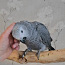 Серый попугай (фото #1)