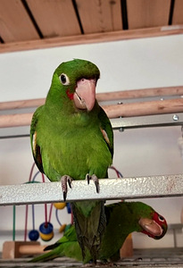 Punapea-aratinga Psittacara erythrogenys (2 foto / 7)