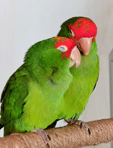 Punapea-aratinga Psittacara erythrogenys (7 foto / 7)