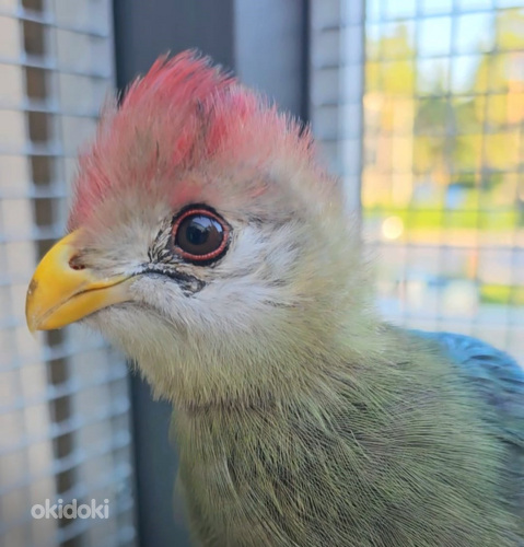 Turako