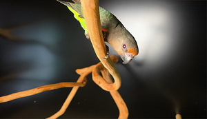 Punakõhu papagoi Poicephalus rufiventris (6 foto / 7)