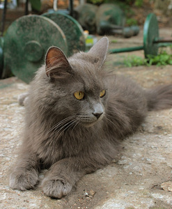 Котята Мейн Кун (10 фото из 10)