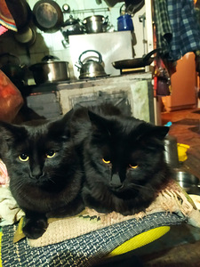 Panther bombay kassipojad (5 foto / 10)