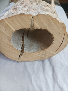 Mammutikihvad (5 foto / 7)