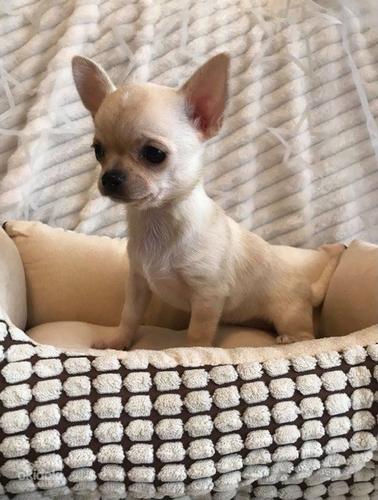 Chihuahua (foto #1)