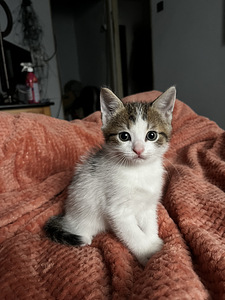 Kassipojad (1 foto / 7)