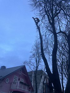 Puude ja põõsaste lõikamine, lõikamine (3 foto / 7)
