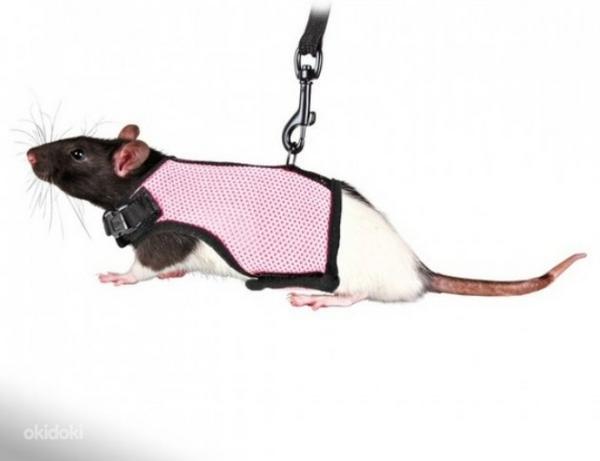 Шлейка для крыс (фото #1)