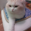 Šoti fold kass (poolvereline) otsib kassi aretuseks (foto #2)