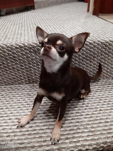 Paaritumine Chihuahua (foto #3)