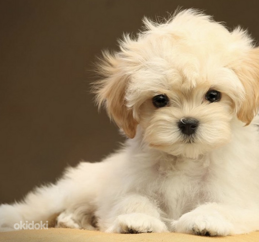 Maltipoo kutsikad