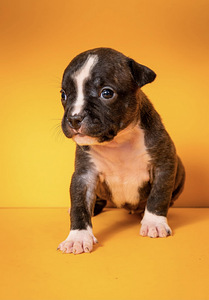 Amstaff (3 foto no 9)