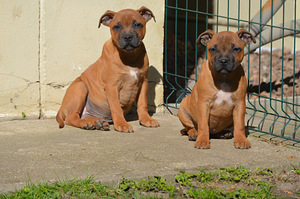 Стаффордширский бультерьер (1 фото из 6)