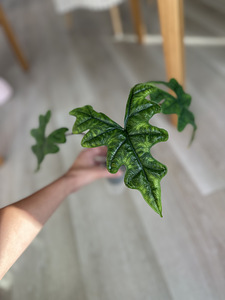 Alocasia Tandurusa Jacklyn (3 foto / 7)