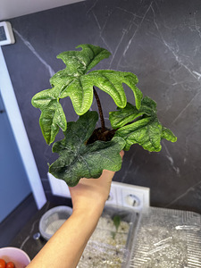 Alocasia Tandurusa Jacklyn (6 foto / 7)