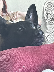 Lahke ja aktiivne kutsikas otsib uut kodu (3 foto / 9)