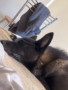 Lahke ja aktiivne kutsikas otsib uut kodu (9 foto / 9)