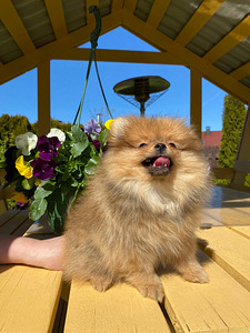 Pomeranian (3 foto no 5)