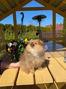 Pomeranian (5 foto no 5)