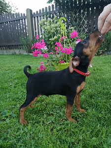 Pundurpincers (5 foto no 5)