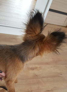 TOY LONGHAIR (6 фото из 9)
