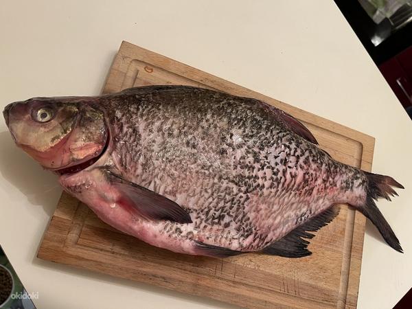 Värske ja suitsutatud Peipsi kala (foto #1)