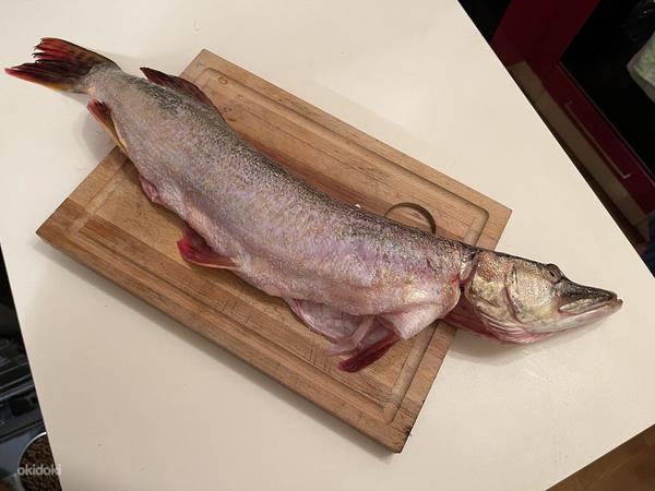Свежая и копченая рыба из Чудского озера (фото #6)
