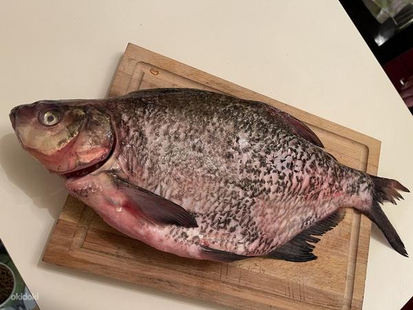 Свежая и копченая рыба из Чудского озера (фото #7)