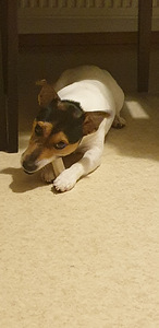 Jack Rassel (2 valokuva sivusta 2)