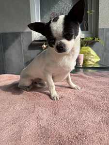 Чихуахуа (Chihuahua) (5 фото из 5)