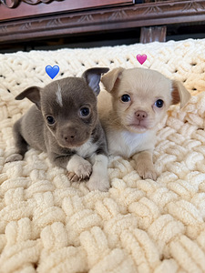 Chihuahua kutsikad (1 foto / 10)