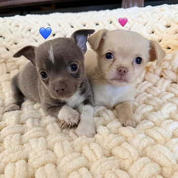 Chihuahua kutsikad