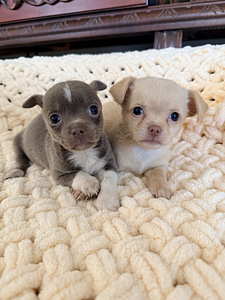 Chihuahua kutsikad (2 foto / 10)
