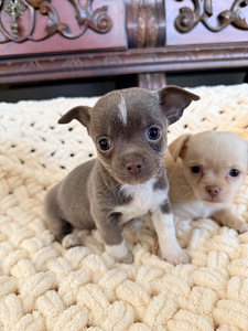 Chihuahua kutsikad (4 foto / 10)