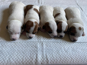Jack Russell terjeri kutsikas (1 foto / 2)