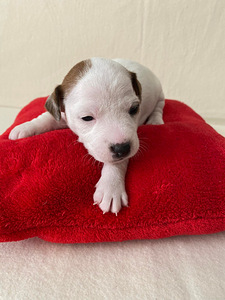 Kutsikad Jack Russelli terjer (3 foto / 9)