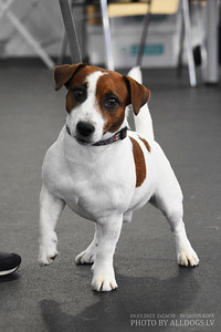 Kutsikad Jack Russelli terjer (9 foto / 9)