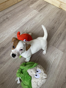 Kutsikad Jack Russelli terjer (8 foto / 10)