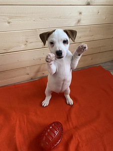 Kutsikad Jack Russelli terjer (10 foto / 10)