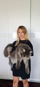 Maine Coon (4 foto no 5)