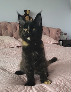 Maine Coon (2 foto no 5)