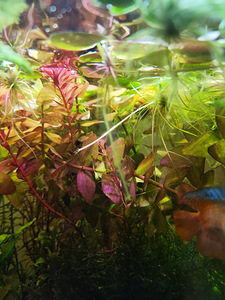 Müüa akvaariumi taimed (1 foto / 5)