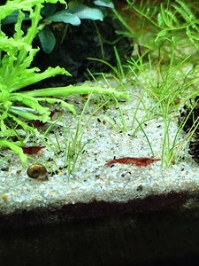 Skalaariad, Mollineesia, Krevetid (6 foto / 6)