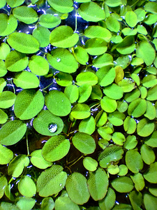 Salvinia - tärkav akvaariumitaim (3 foto / 6)