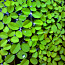 Сальвиния - надводное аквариумное растение (фото #4)