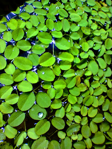 Salvinia - tärkav akvaariumitaim (4 foto / 6)