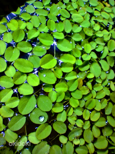 Сальвиния - надводное аквариумное растение (фото #4)