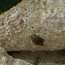Physa tigu, tuntud ka kui marmortigu (foto #4)