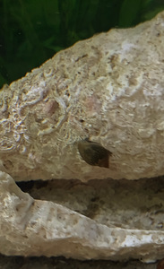 Physa tigu, tuntud ka kui marmortigu (4 foto / 6)